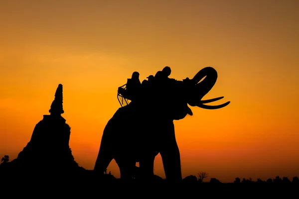 Silhouette von Elefanten in Ayutthaya Thailand. — Stockfoto