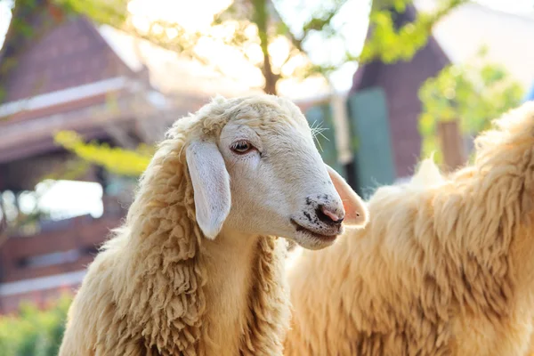 Sheep on the farm — Stock Photo, Image