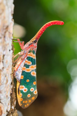 lanternfly, böcek üzerinde ağaç meyve. fulgorid planthoppers.