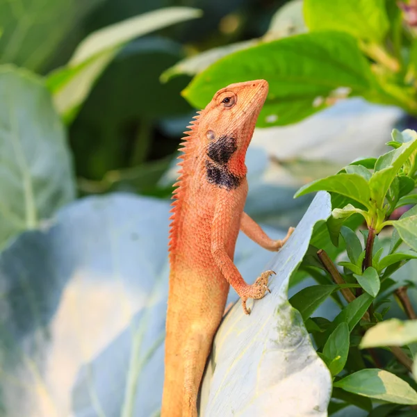 Lagarto selvagem na Tailândia close-up — Fotografia de Stock