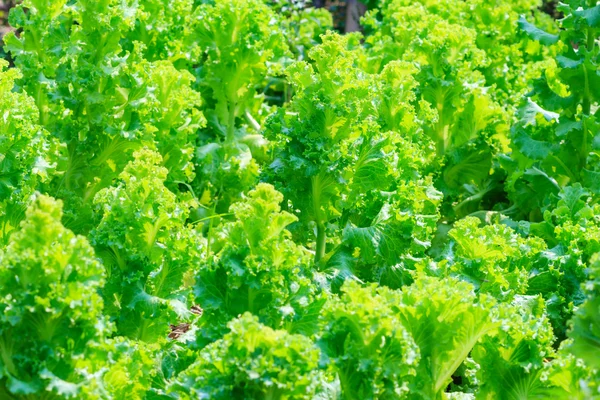 Крупный план свежий салат в теплице — стоковое фото