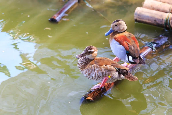 Weniger pfeifende Ente, — Stockfoto