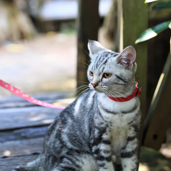 American Shorthair cat — Stock Photo, Image