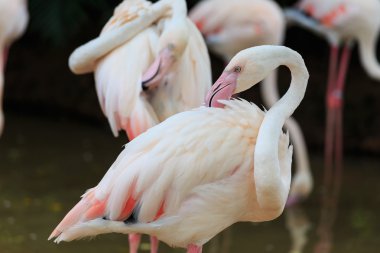 Büyük Flamingo (Phoenicopterus çevresi)