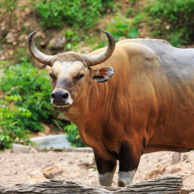 Bos javanicus
