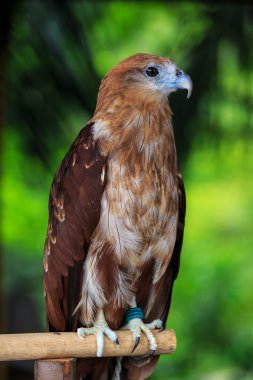 güzel bir eagle portresi