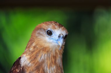 güzel bir eagle portresi