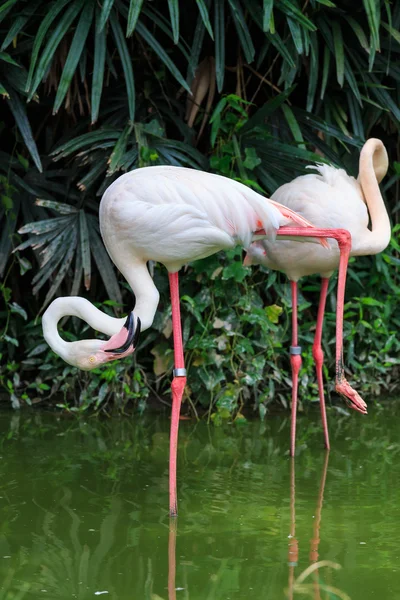 Große Flamingos (phoenicopterus roseus)) — Stockfoto