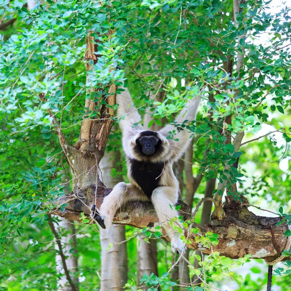 Gibbon blanc — Photo