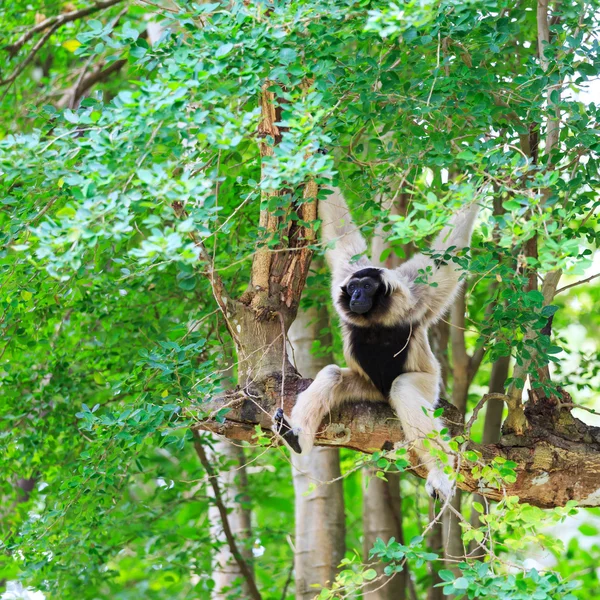 Vit gibbon — Stockfoto