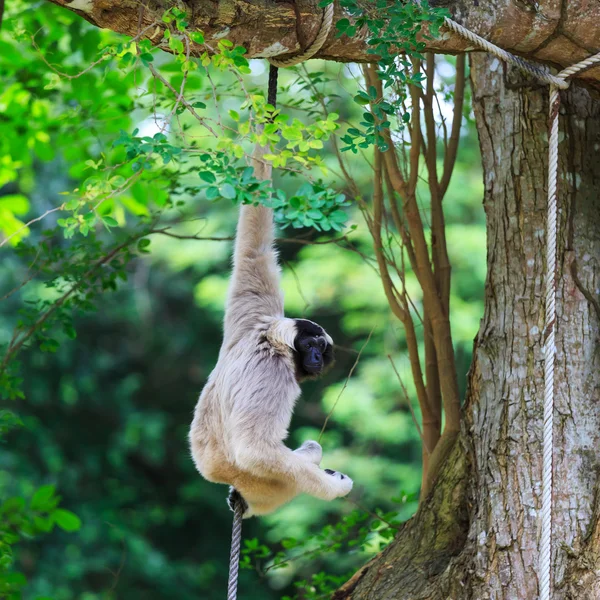 Gibbon blanco —  Fotos de Stock