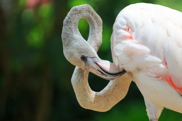 Большой фламинго (Phoenicopterus roseus ) — стоковое фото