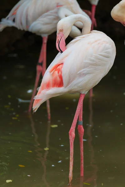Большой фламинго (Phoenicopterus roseus ) — стоковое фото