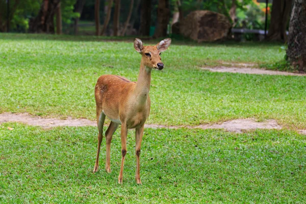 Cerfs sur un champ vert — Photo