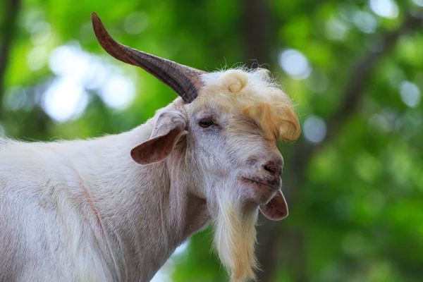 Portrait of goat — Stock Photo, Image