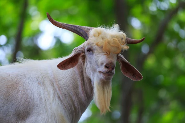 Portrait of goat — Stock Photo, Image