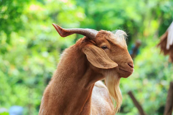 Portrait of goat — Stock Photo, Image