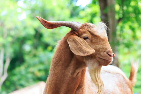 Portrait of goat — Stock Photo, Image