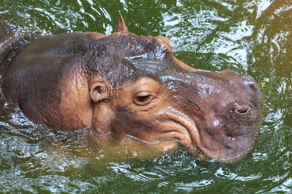 Hippopotamus úszás a vízben — Stock Fotó