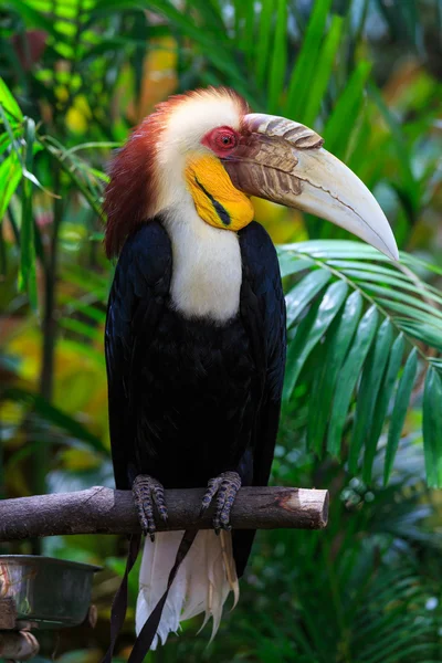 Neushoornvogel — Stockfoto