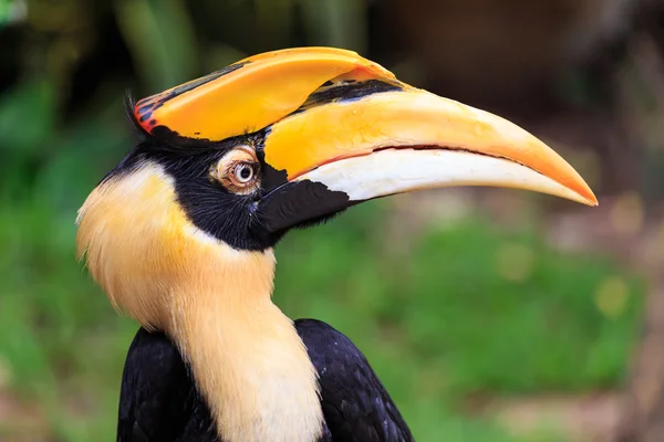 Neushoornvogel — Stockfoto