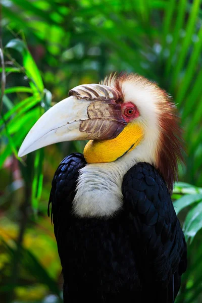 Neushoornvogel — Stockfoto