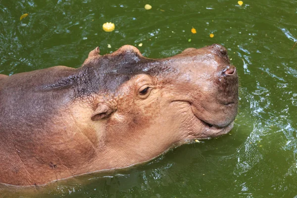 Hippopotame nageant dans l'eau — Photo