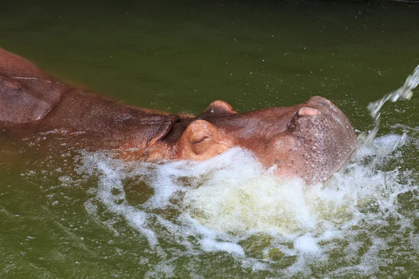 Hippopotamus úszás a vízben — Stock Fotó
