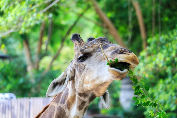 Gros plan de la tête de girafe — Photo