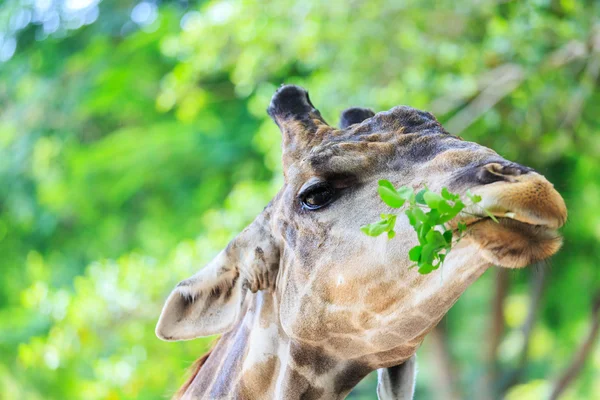 キリンの頭のショットを閉じる — ストック写真