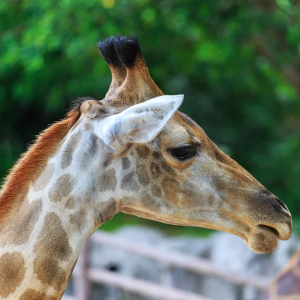 Close up tiro de cabeça de girafa — Fotografia de Stock