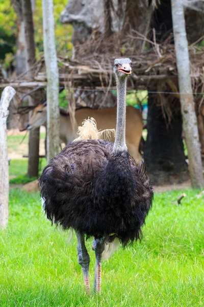 Ostrich emu — Stock Photo, Image