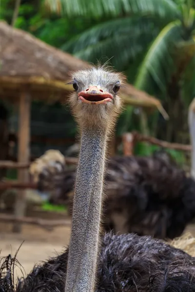 Ostrich emu — Stock Photo, Image