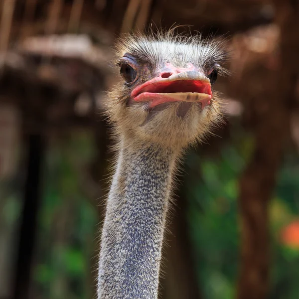 Эму-страус — стоковое фото