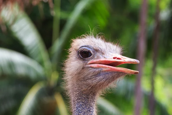 Avestruz emu — Fotografia de Stock