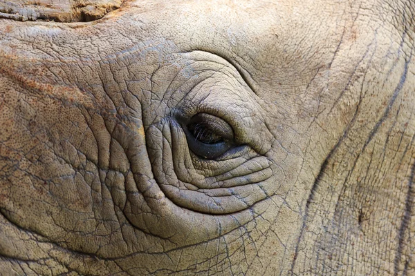 Détail d'un oeil grand rhinocéros à une corne — Photo