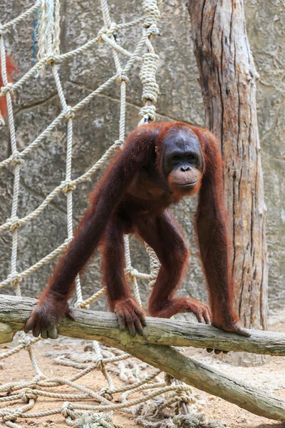 Orangután en el zoológico . —  Fotos de Stock