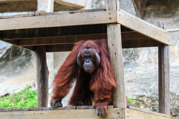 Orangután en el zoológico . —  Fotos de Stock