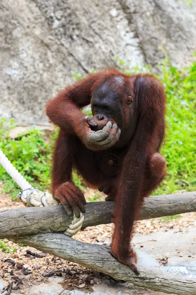 Orangután en el zoológico . —  Fotos de Stock