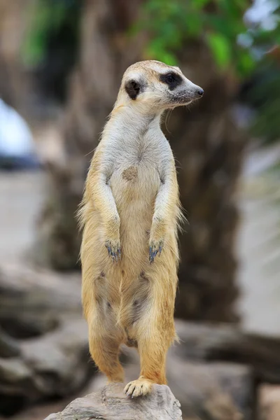 Meerkat. — Fotografia de Stock