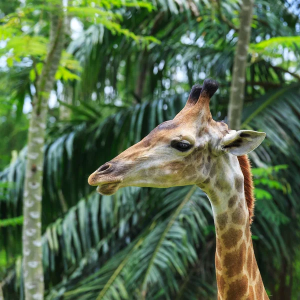 Close up tiro de cabeça de girafa — Fotografia de Stock