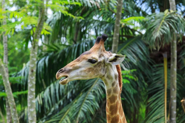 Close up tiro de cabeça de girafa — Fotografia de Stock