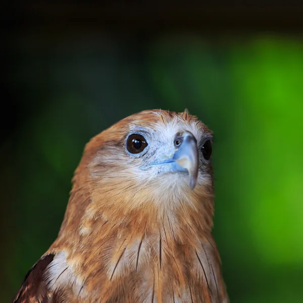 Portrait of a beautiful eagle — Stock Photo, Image