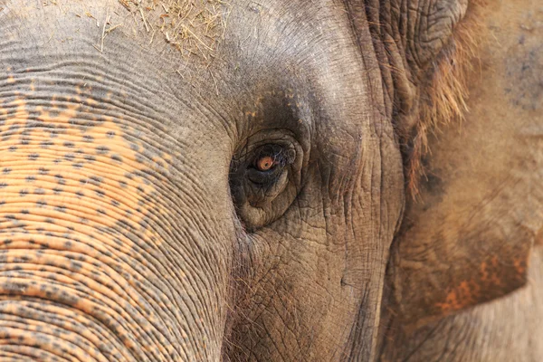 Eye of an elephant (Elephas maximus) — Stock Photo, Image