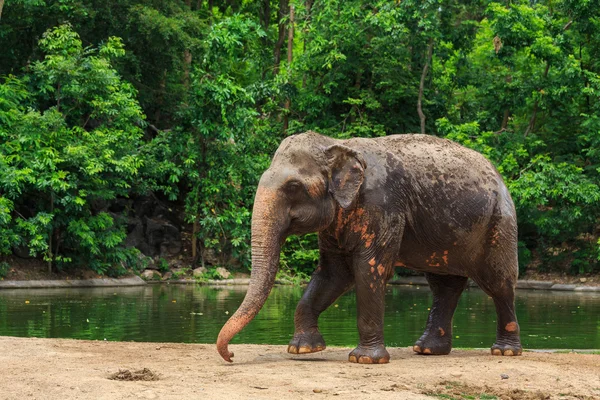 Asian elephants. — Stock Photo, Image