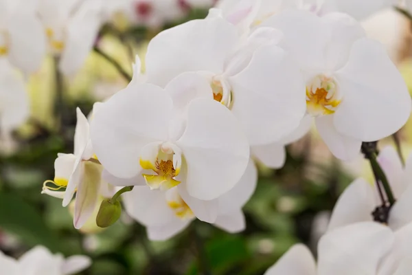 Orquídea Phalaenopsis — Foto de Stock