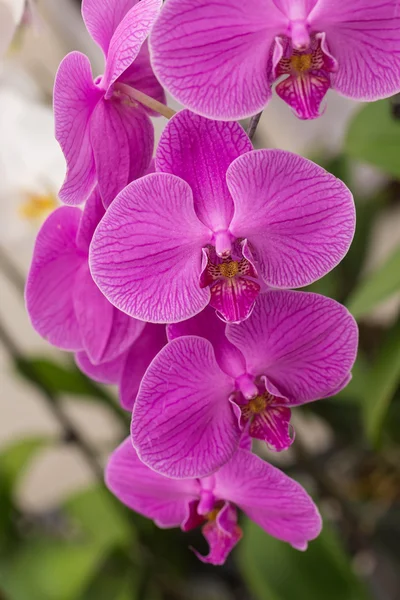 Orquídea Phalaenopsis — Fotografia de Stock