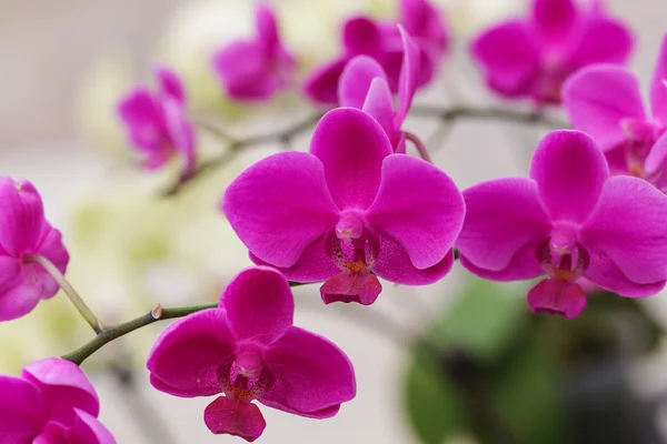 Phalaenopsis orkide — Stok fotoğraf