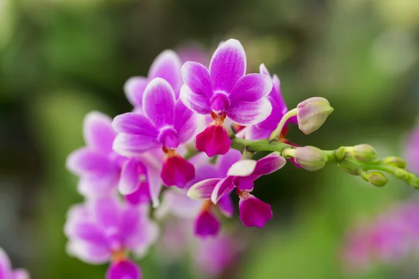 Orquídea Phalaenopsis — Foto de Stock
