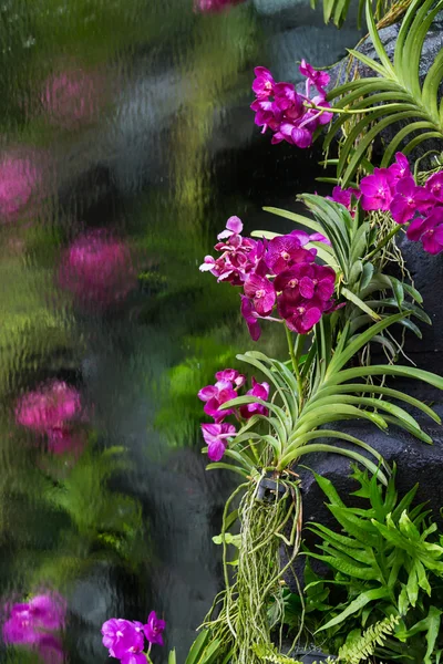 Vanda-Orchidee — Stockfoto